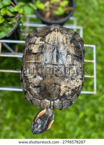 An overhead view of a Trachemys scripta elegans (Red-eared Slider) with intricate scute pattern in a backyard garden