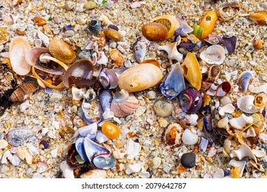 1,246 Broken snail shell Images, Stock Photos & Vectors | Shutterstock