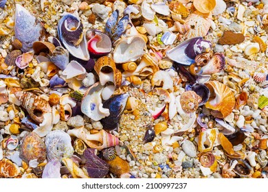 1,246 Broken snail shell Images, Stock Photos & Vectors | Shutterstock