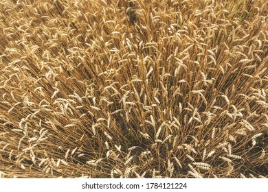 Overhead View Of Wheat Barley Field Ears In Late Summer