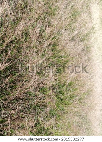 Overhead View of Withered Wild Grass Flowers.

Detailed top-down image of dense withered wild grass flowers and stems, showcasing rustic organic pattern in tropical nature.