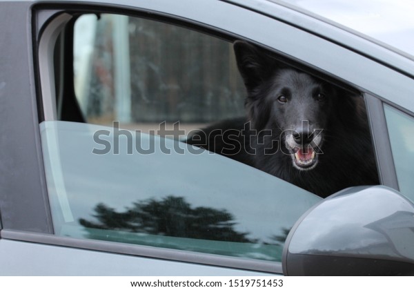 Overheated dog looking\
through car window