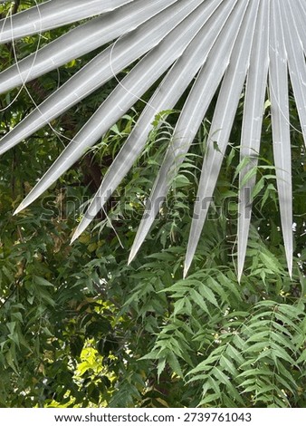 Overlapping textures in nature. Sharp, imposing leaves protecting nature.