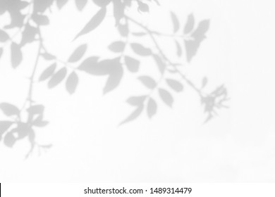 Overlay effect for photo. Gray shadow of the wild roses leaves on a white wall. Abstract neutral nature concept blurred background. Space for text. - Shutterstock ID 1489314479