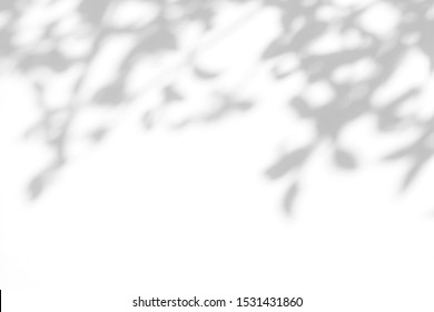 Overlay effect for photo. Gray shadow of the leaves on a white wall. Abstract neutral nature concept blurred background. Space for text.