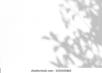 Overlay effect for photo. Gray shadow of the leaves on a white wall. Abstract neutral nature concept blurred background. Space for text.