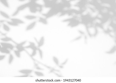 Overlay effect for photo. Gray shadow of the wild roses leaves on a white wall. Abstract neutral nature concept blurred background. Space for text.