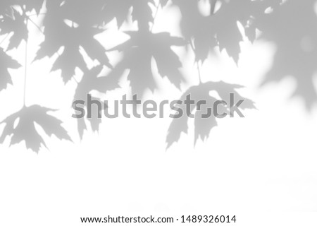 Overlay effect for photo. Gray shadow of the maple tree leaves on a white wall. Abstract neutral nature concept blurred background. Space for text.
