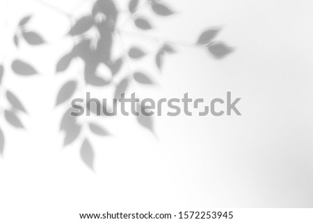 Overlay effect for photo. Gray shadow of the leaves on a white wall. Abstract neutral nature concept blurred background. Dappled light.