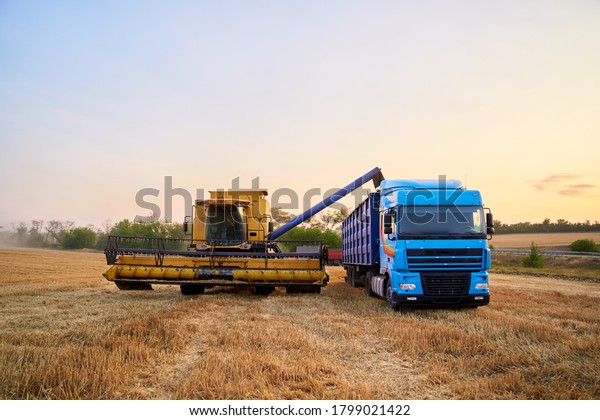 Overloading grain from the combine harvesters into\
a grain truck in the field. Harvester unloder pouring just\
harvested wheat into grain box body. Farmers at work. Agriculture\
harvesting season\
theme.