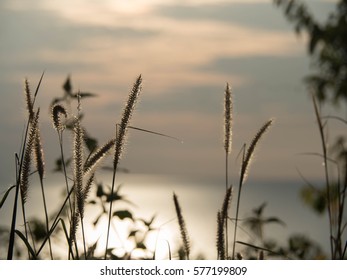 Overlooking the sea, evening