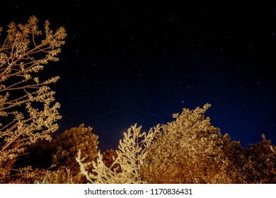 Overlooking a starry night sky in the UC Santa Cruz forest - Shutterstock ID 1170836431