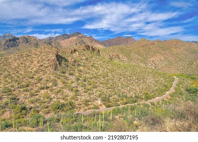 Overlooking View Of Mountain Ranges With A Road On The Slope At Sabino Canyon State Park- Tucson, AZ. High Angle View Of A Desert Mountain With Saguaro Cactuses And Green Wild Plants On The Slope.