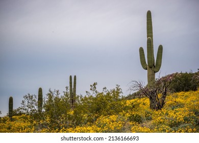 An Overlooking View Of Nature In Apache Junction, Arizona