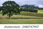 Overlooking Willamette Valley vineyard on beautiful sunny day in Oregon, tire swing in background and vines in bloom. Serene. Tranquil. 