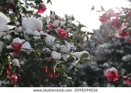Overnight snow covered blooming camellia flowers
