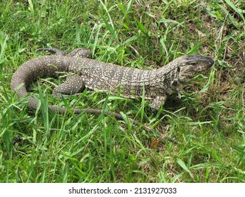 The overo lizard, white lizard, iguana overa2 or black and white tegu (Salvator merianae)  It is found in Brazil, Argentina, Paraguay or Uruguay  - Shutterstock ID 2131927033