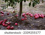 Overripe fruits that have fallen to the ground are not considered to be in condition. They will be for processing. Ripe fruits of red apples on the ground. Fall harvest day in farmer
