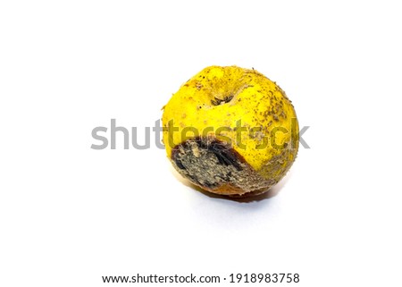 Over-ripe, spoiled quince fruit. Side rot, mold, and fungus. The process of spoilage, rotting of the fruit. White background. [[stock_photo]] © 