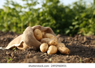 Overturned sack with fresh ripe potatoes outdoors