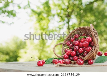 Overturned wicker basket outdoor with big sweet cherries on a piece of cloth on wooden terrace or table background, blurred green trees background. Huge and massive organic cherry berries with leaves