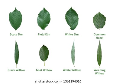 Overview of different types of leaves with names