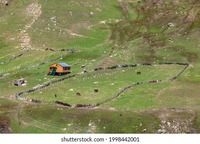 Overview Of Graze Field And Green Lanscape In Ushguli, Svaneti, Georgia. Nature