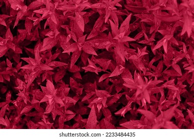 Overview of leafs after rain,colored in trendy red color. - Shutterstock ID 2233484435