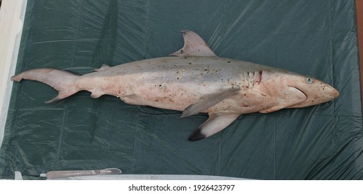 Overview Photo Of Juvenile Spinner Shark, Carcharhinus Brevipinna