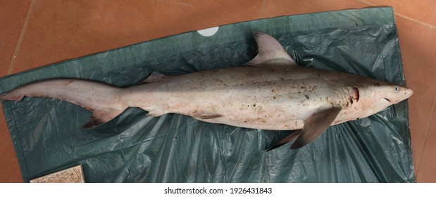 Overview Picture Of A Newborn Spinner Shark Carcharhinus Brevipinna