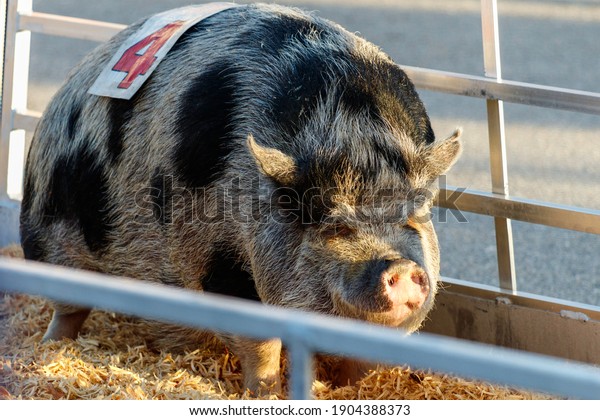 Overweight Abused Vietnamese Potbellied Pig Being Stock Photo ...