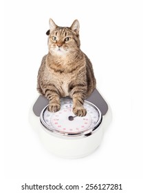 Overweight Cat Sitting On A Weight Scale