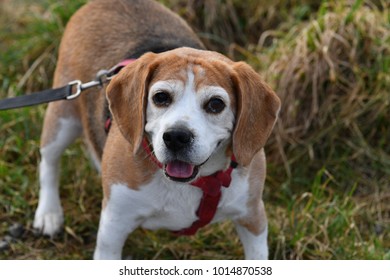 An Overweight Dog On A Leash