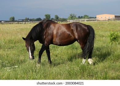 Overweight draft horse grazing on a pasture. Fat bay horse in a grass field