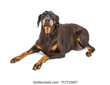 Overweight and unhappy Doberman Pinscher dog lying on a white background