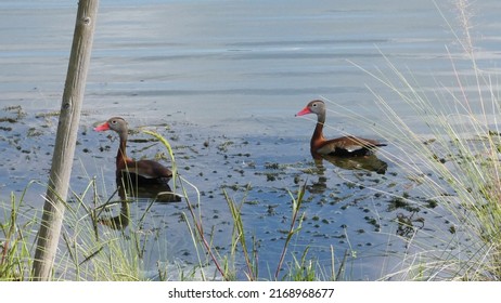 Oviedo, Florida USA - June 16, 2022: Documentary Editorial. Black Bellied Whistling Duck Bird Couple Swimming In A Florida Pond