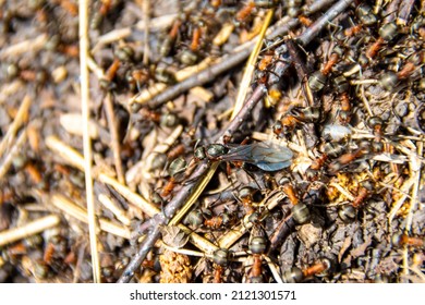 an oviparous female ant moves along the nest of wood ants among workers, which is preparing for migration and organizing a new nest, selective focus