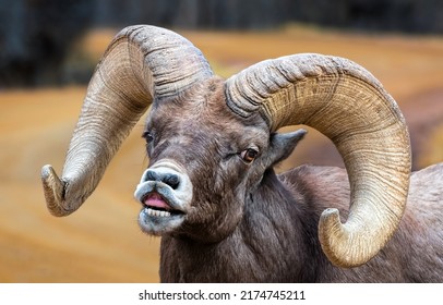 Ovis ammon. Ram with big horns. Argali