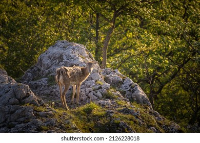 Ovis Musimon In Little Carpathians