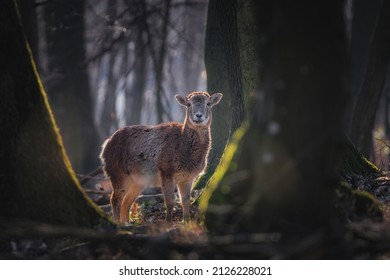 Ovis Musimon In Little Carpathians