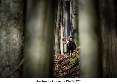 Ovis Musimon In Little Carpathians