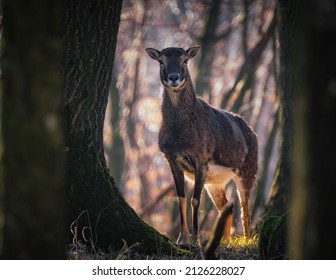 Ovis Musimon In Little Carpathians