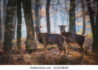 Ovis Musimon In Little Carpathians