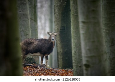 Ovis Musimon In Little Carpathians