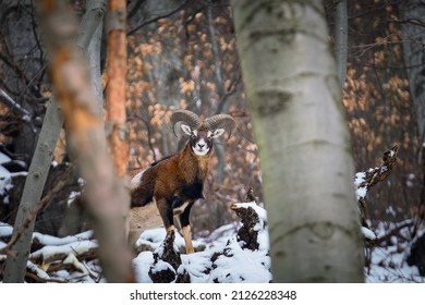 Ovis Musimon In Little Carpathians