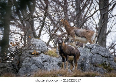 Ovis Musimon In Little Carpathians