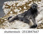 Owa Jawa (Hylobates moloch) or java monkey relaxing while  lying down. owa jawa endemic fauna of West Java, Indonesia 