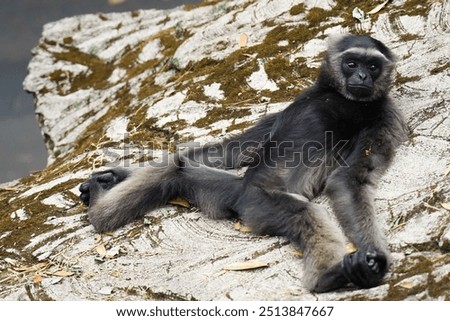 Owa Jawa (Hylobates moloch) or java monkey relaxing while  lying down. owa jawa endemic fauna of West Java, Indonesia 