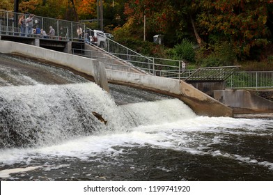 Owen Sound, Ontario/Canada - October 9, 2018: Every Fall a crowd gathers at the Owen Sound Mill Dam to watch the fish swim, jump and struggle to make it back to where they were released to spawn