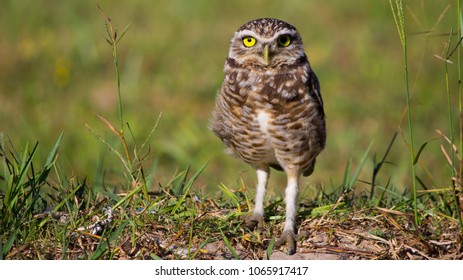 owl